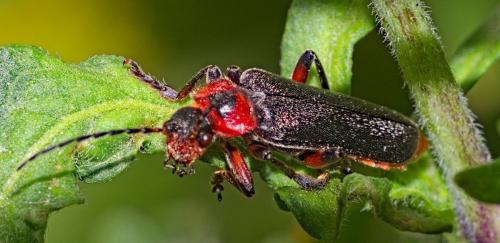 Réf. 318 953 : Cantharis rustica